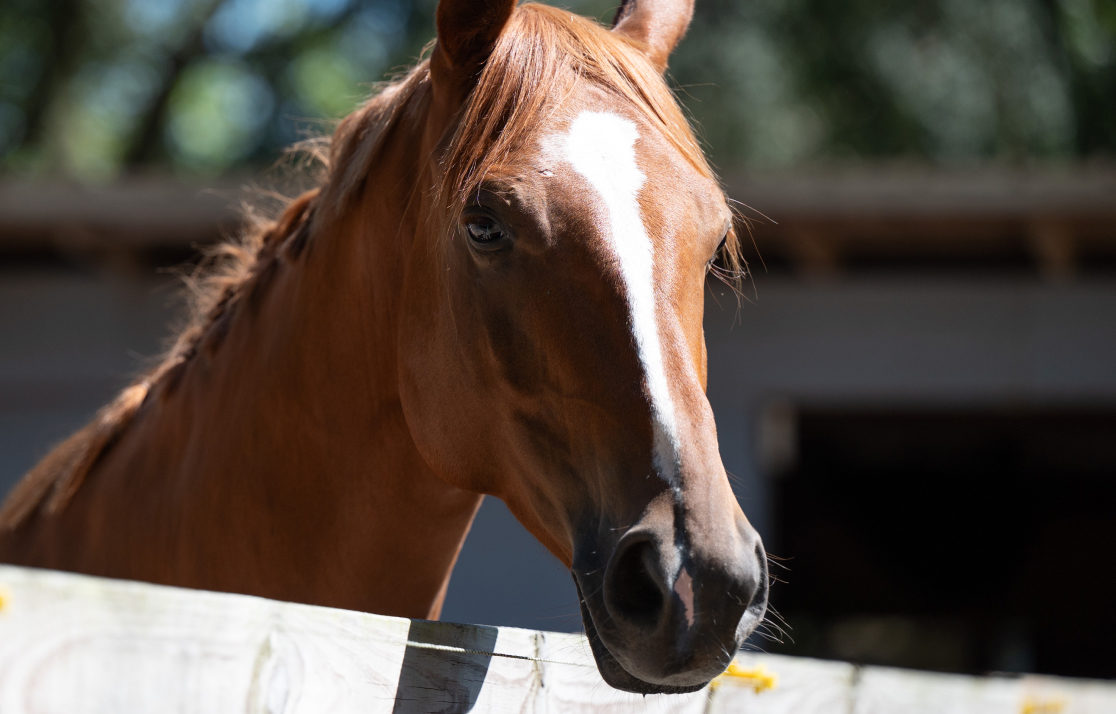 horse