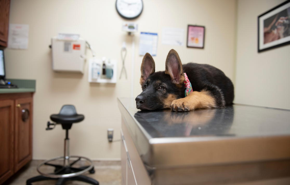 dog laying on table